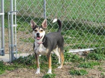 Rat Terrier and Chihuahua Dogs Available for Adoption - DHARMA | PetCurious