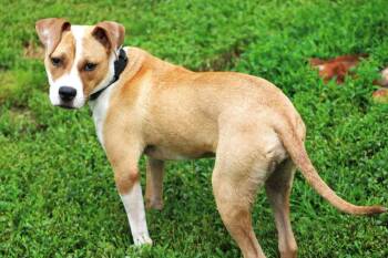Ginger -  Mixed Breed Dog for Adoption in Grand Rapids, Michigan - Ginger | PetCurious