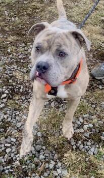 Rescue Pit Bull Terrier Dogs for Adoption in Mckeesport, Pennsylvania - Marbles | PetCurious