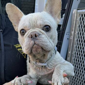 Rescue French Bulldog Dogs for Adoption in Groveland, Massachusetts - Pinky | PetCurious