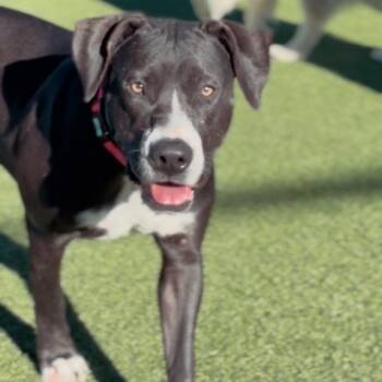 Pit Bull Terrier Dogs Available for Adoption in Los Angeles, California - Shasta A2248004 | PetCurious
