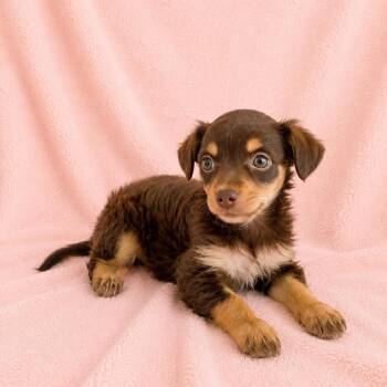 Uba -  Chihuahua Dog for Adoption in Tucson, Arizona - Uba | PetCurious
