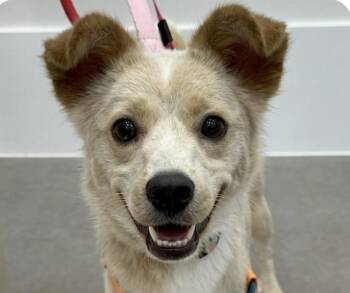 Jennie -  Jindo Dog for Adoption in San Ramon, California - Jennie | PetCurious