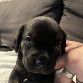 American Bulldog Dogs Available for Adoption in Niagara Falls, Ontario - Wallen (20260422-08) | PetCurious