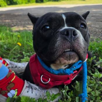 Solana D11602 -  American Bulldog and French Bulldog Dog for Adoption - Solana D11602 | PetCurious