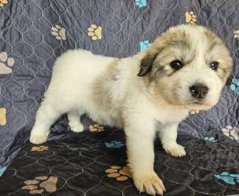 Great Pyrenees Dogs Available for Adoption in Newport, New Hampshire - Moana | PetCurious
