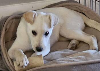 Shepherd Dogs Available for Adoption - Maisie | PetCurious