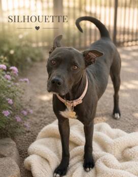 Miss Silhouette -  Terrier Dog for Adoption in Houston, Texas - Miss Silhouette | PetCurious