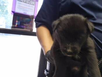 PHILADELPHIA -  Husky and Mixed Breed Dog for Adoption in Tulsa, Oklahoma - PHILADELPHIA | PetCurious