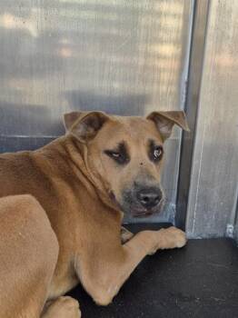 CANELA DELIGHT -  Shepherd and Mixed Breed Dog for Adoption in San Antonio, Texas - CANELA DELIGHT | PetCurious