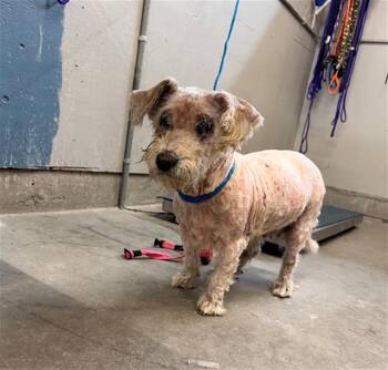 SOPHIA -  Poodle Dog for Adoption in Camarillo, California - SOPHIA | PetCurious