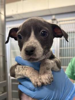 Chaos -  Mixed Breed Dog for Adoption in Fort Worth, Texas - Chaos | PetCurious