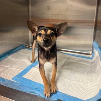 Axle -  Mixed Breed Dog for Adoption in Pauls Valley, Oklahoma - Axle | PetCurious