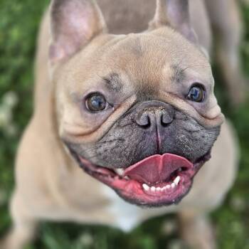 Hazel -  French Bulldog Dog for Adoption in Quakertown, Pennsylvania - Hazel | PetCurious