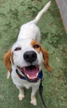 Kreo -  English Setter Dog for Adoption in Sedalia, Colorado - Kreo | PetCurious