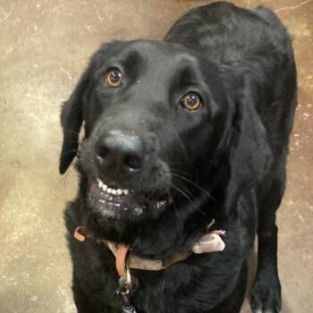 Quiera -  Mixed Breed Dog for Adoption in Cincinnati, Ohio - Quiera | PetCurious