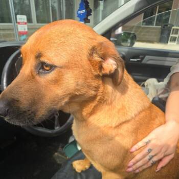 Cupboard -  Mixed Breed Dog for Adoption in Asheville, North Carolina - Cupboard | PetCurious