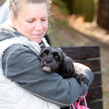 Rescue Miniature Poodle Dogs for Adoption in Chester Springs, Pennsylvania - Frenchy | PetCurious