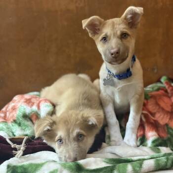 Rescue Alaskan Malamute Dogs for Adoption in Bellingham, Washington - Peach | PetCurious