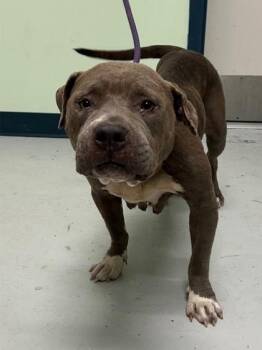 Chai -  Mixed Breed Dog for Adoption in Savannah, Georgia - Chai | PetCurious