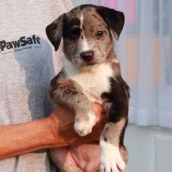 CT Tiifu -  Catahoula Leopard Dog and Mixed Breed Dog for Adoption in Eastford, Connecticut - CT Tiifu | PetCurious