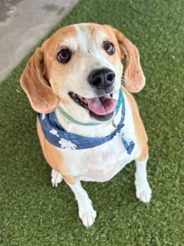Beagle and Terrier Dogs Available for Adoption in Fayetteville, Arkansas - Rosie | PetCurious