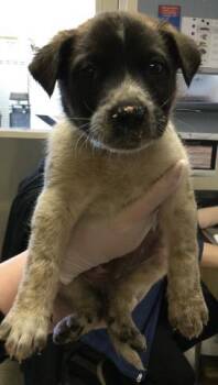 Labrador Retriever Dogs Available for Adoption in Riverside, California - NIALL | PetCurious