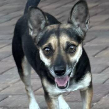 Joanna -  Chihuahua and Mixed Breed Dog for Adoption in Las Vegas, Nevada - Joanna | PetCurious