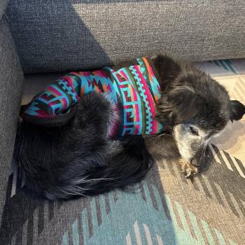 Australian Shepherd Dogs Available for Adoption - Granny Girl | PetCurious