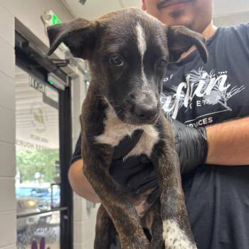 Morgana -  Mixed Breed Dog for Adoption in Lufkin, Texas - Morgana | PetCurious