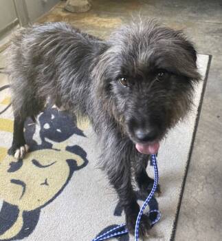 Rescue Portuguese Water Dog Dogs for Adoption in Campbellsville, Kentucky - Ruby | PetCurious