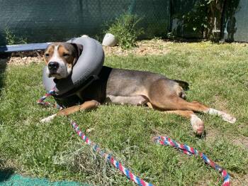 Fresh Squeezed -  Mixed Breed Dog Available for Adoption in Durham, North Carolina - Fresh Squeezed | PetCurious