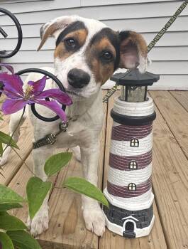 Thistle -  Australian Cattle Dog Blue Heeler and German Shepherd Dog Dog for Adoption in Garden City, Michigan - Thistle | PetCurious