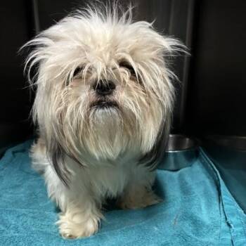 Shih Tzu Dogs Available for Adoption in Tulsa, Oklahoma - Nicky | PetCurious