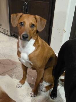 TRIP -  Basenji and Mixed Breed Dog for Adoption in Palm Desert, California - TRIP | PetCurious