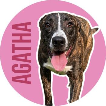 Agatha -  Mixed Breed Dog for Adoption in Fort Worth, Texas - Agatha | PetCurious