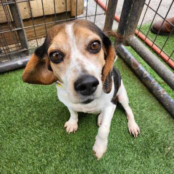 Squirt -  Beagle Dog for Adoption in Hopkinsville, Kentucky - Squirt | PetCurious