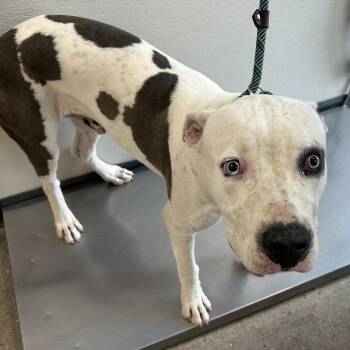112003 -  Mixed Breed Dog for Adoption in Las Cruces, New Mexico - 112003 | PetCurious