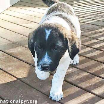 Great Pyrenees Dogs Available for Adoption in Beacon, New York - Cheddar In KY - Confident, Playful & Entertaining! | PetCurious