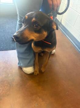 Mixed Breed Dogs Available for Adoption in Gallatin, Tennessee - Carly | PetCurious