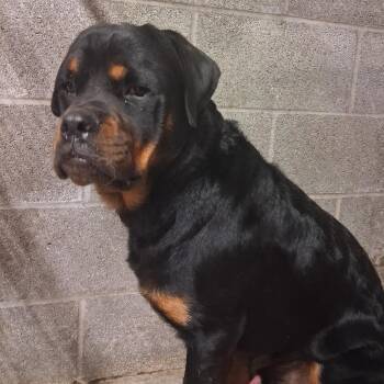 King Julian -  Mixed Breed Dog for Adoption in Pauls Valley, Oklahoma - King Julian | PetCurious
