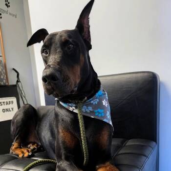 Dobi-Wan Kenobi -  Doberman Pinscher Dog for Adoption in Smithtown, New York - Dobi-Wan Kenobi | PetCurious