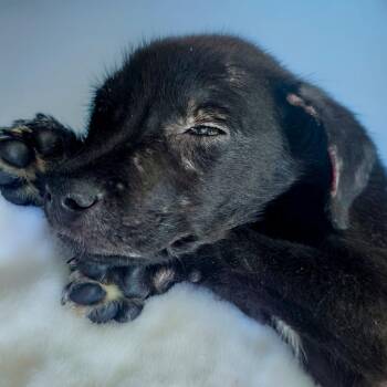 Hershey (3) -  Black Labrador Retriever Dog for Adoption in Chapel Hill, North Carolina - Hershey (3) | PetCurious