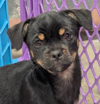 Rescue Tibetan Spaniel and Fox Terrier Dogs for Adoption in Alliance, Ohio - Mina | PetCurious