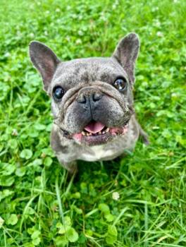 Sadie -  French Bulldog Dog for Adoption in Brunswick, Ohio - Sadie | PetCurious