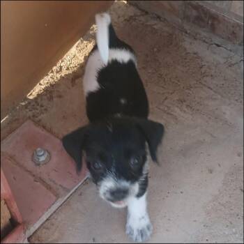 Atlas -  Border Terrier and Border Collie Dog for Adoption in Thompson Falls, Montana - Atlas | PetCurious