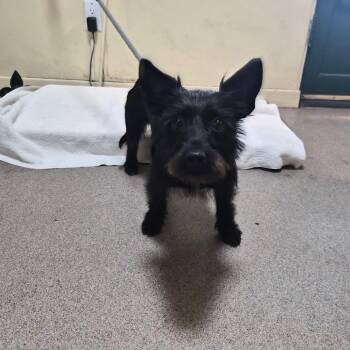 Terrier Dogs Available for Adoption in Pasadena, California - Thea | PetCurious