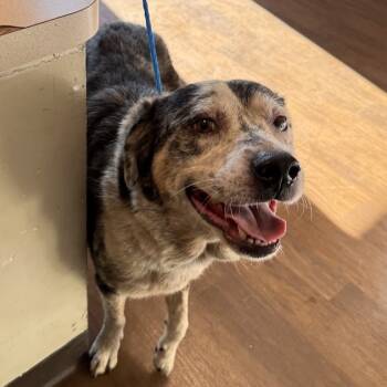 Rescue Catahoula Leopard Dog and Mixed Breed Dogs for Adoption in League City, Texas - Bailey | PetCurious