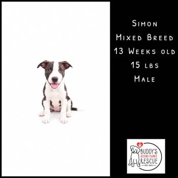 Simon -  Mixed Breed Dog for Adoption - Simon | PetCurious