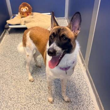 Piper -  Akita and Shepherd Dog for Adoption in Great Falls, Montana - Piper | PetCurious